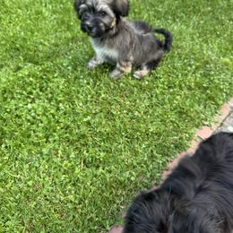Boy 4 - Chocolate sable male Havanese puppy in Walpole, Massachusetts from Golden Glen Havanese