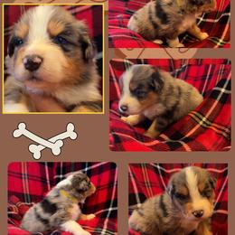 Chucky - Blue merle male Australian Shepherd puppy in Fort Lauderdale, Florida from Burning Heart Aussies
