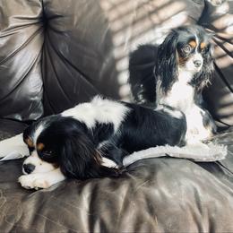 Cavalier King Charles Spaniel puppies from Blooming Cavaliers
