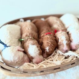 Goldendoodle puppies from Jackson County Doodles