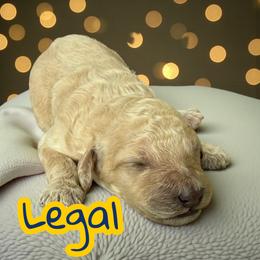 Legal - Apricot male Poodle puppy in Port Orange, Florida from Daytona’s Standard Poodles