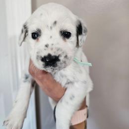 Furby - White and black female Dalmatian puppy in Gray, Georgia from Fuller Spots