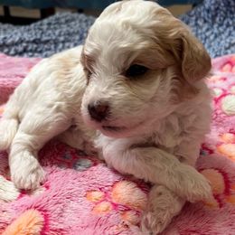 Purple tie - Parti female Maltipoo puppy in Clarksville, Tennessee from Bee Mine Poodles, Doodles and Pomeranians