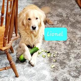 Lionel - Golden Retriever