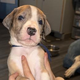 Dark blue collar - Mantle merle male Great Dane puppy in Loris, South Carolina from Days Danes