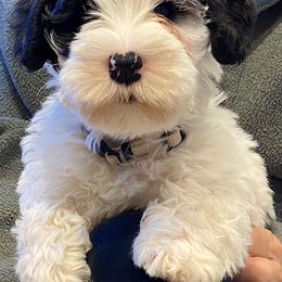 Sealyham Terrier Puppies from Alibi Sealyham Terriers