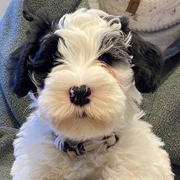 Sealyham Terrier Puppies from Alibi Sealyham Terriers