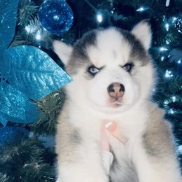 Pomsky Puppies from Oceanway Pomskies
