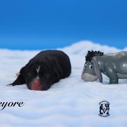 Eeyore - Black tri male Miniature Australian Shepherd puppy in Weeki Wachee, Florida from Arlington's Mini Aussies