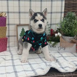 Girl 3 - Zoey - Black and white female Siberian Husky puppy in Coatesville, Pennsylvania from Amore Puppies