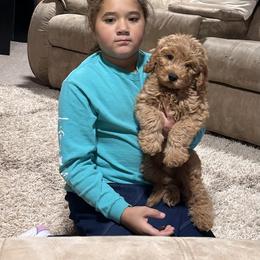Goldendoodle, Poodle, and Shihpoo Puppies from Geise Meadow Doodles