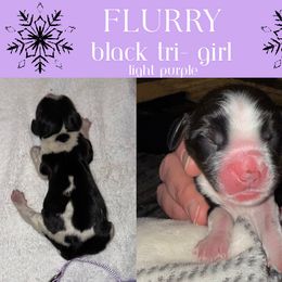 English Springer Spaniel Puppies from Stormin Pine and Prairie Springers