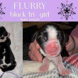 English Springer Spaniel Puppies from Stormin Pine and Prairie Springers