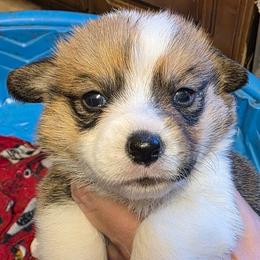 Boy 1 - Red male Pembroke Welsh Corgi puppy in Middleburg, Florida from Mulkeys Little Corgis