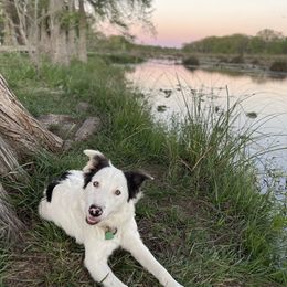 Border Collie Puppies from Aloha Border Collies