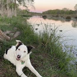 Border Collie Puppies from Aloha Border Collies