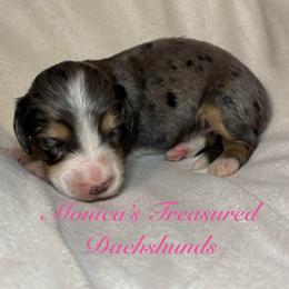 Girl 4 - Dapple female Dachshund puppy in Humble, Texas from Monica’s Treasured Dachshunds