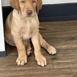 Labrador Retriever Puppies from Branley's Riverside Labradors