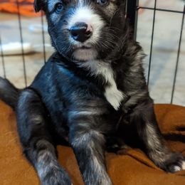 Siberian Husky Puppies from Wyant Farms