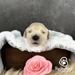 Sarah - Cream female Goldendoodle puppy in Utah County, Utah from Big Hearted Breeders
