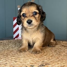 Maple - Red female Dachshund puppy in Ava, Missouri from Beaver Creek Kennels