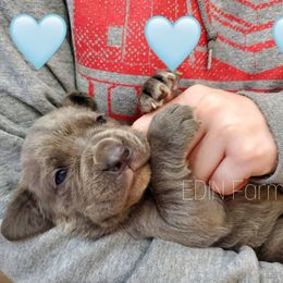 Neapolitan Mastiff Puppies from EDIN Farms Neos