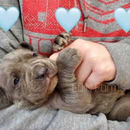 Neapolitan Mastiff Puppies from EDIN Farms Neos