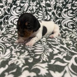 Rip - Piebald male Dachshund puppy in Liberty, Mississippi from Liberty Oaks Aussies and Dachshunds