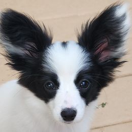 Marbella - White and black female Papillon puppy in Vass, North Carolina from Leslie's Papillons