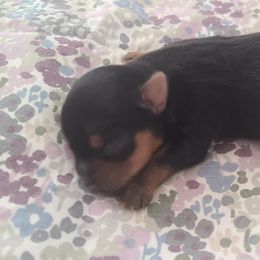 Yorkshire Terrier Puppies from Empress Kiss Yorkies