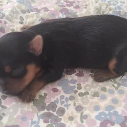 Yorkshire Terrier Puppies from Empress Kiss Yorkies