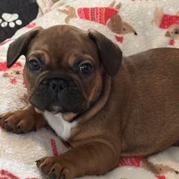 Elton John - Fawn male French Bulldog puppy in Litchfield, Ohio from Rock N’ Roll Frenchies