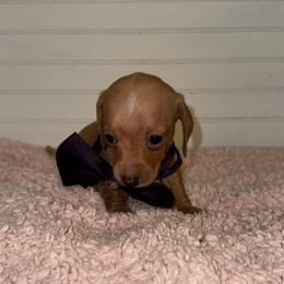 Dachshund Puppies from Wiggle Weens
