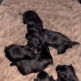Titian - Brindle male Scottish Terrier puppy in Mancelona, Michigan from Stefany Farm of Happiness