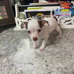 Cuddles - White female Chihuahua puppy in Honea Path, South Carolina from Deerfield Acres Canine Companions