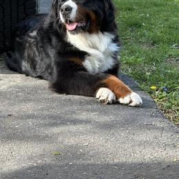 Lilla - Bernese Mountain Dog