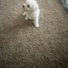 Bichon Frise Puppies from Tammy's Bichon Frise