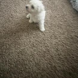 Bichon Frise Puppies from Tammy's Bichon Frise