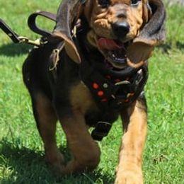 Bloodhounds from Dry Creek Bloodhounds