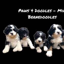 Bernedoodle puppies from Paws 4 Doodles, LLC
