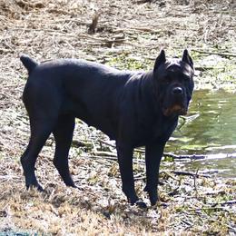 RAVEN - Cane Corso
