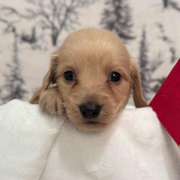 Tigger - Cream male Dachshund puppy in Dothan, Alabama from Little House Pups