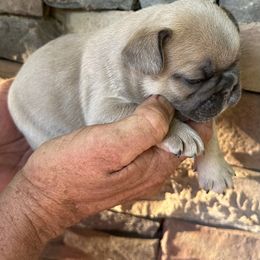 French Bulldog Puppies from Frenchiesbysouthernbell
