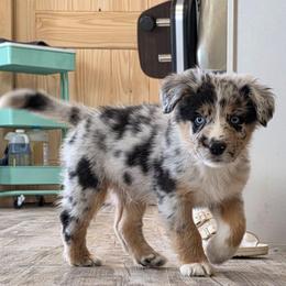 Hudson - Blue merle male Australian Shepherd puppy in Solon, Maine from Mountain Range Australian Shepherds