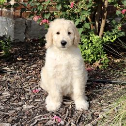 Goldendoodle Puppies from Shades of Grace Doodles in Texas