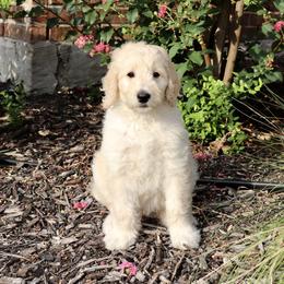 Goldendoodle Puppies from Shades of Grace Doodles in Texas