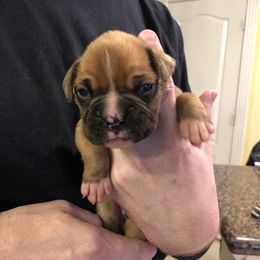 Boxer Puppies from Agape Boxers