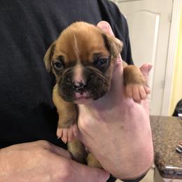 Boxer Puppies from Agape Boxers
