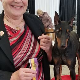 Chinese Cresteds and Manchester Terriers from Fantasy Kennels