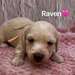 Raven - Cream female Dachshund puppy in Jena, Louisiana from Amy’s Mini Doxies
